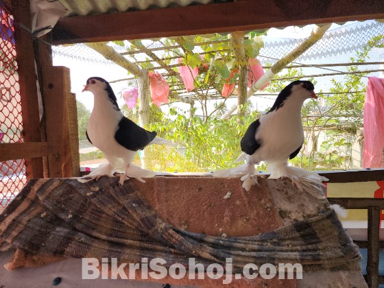 সিরাজী কবুতর